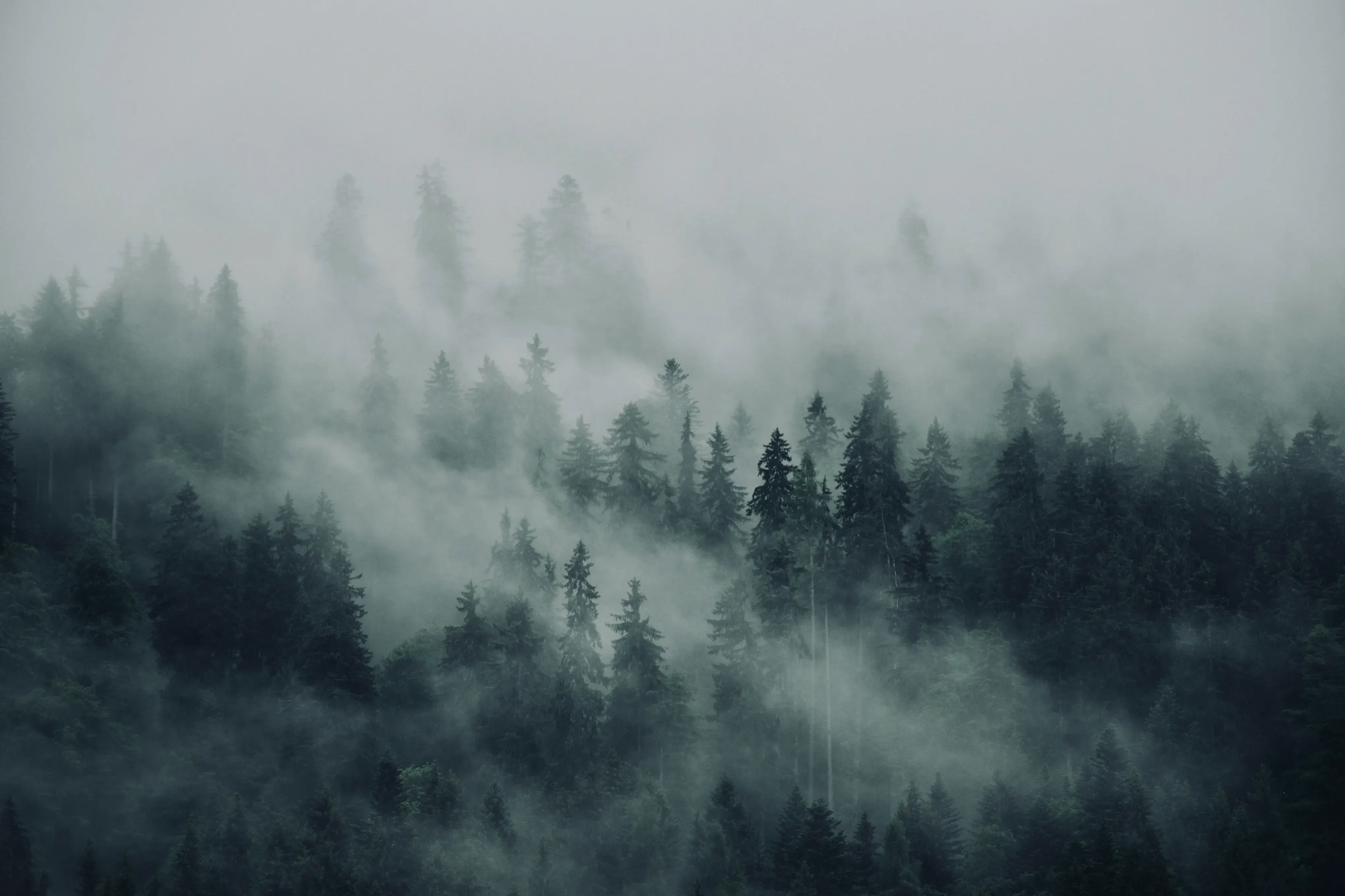 en nature image