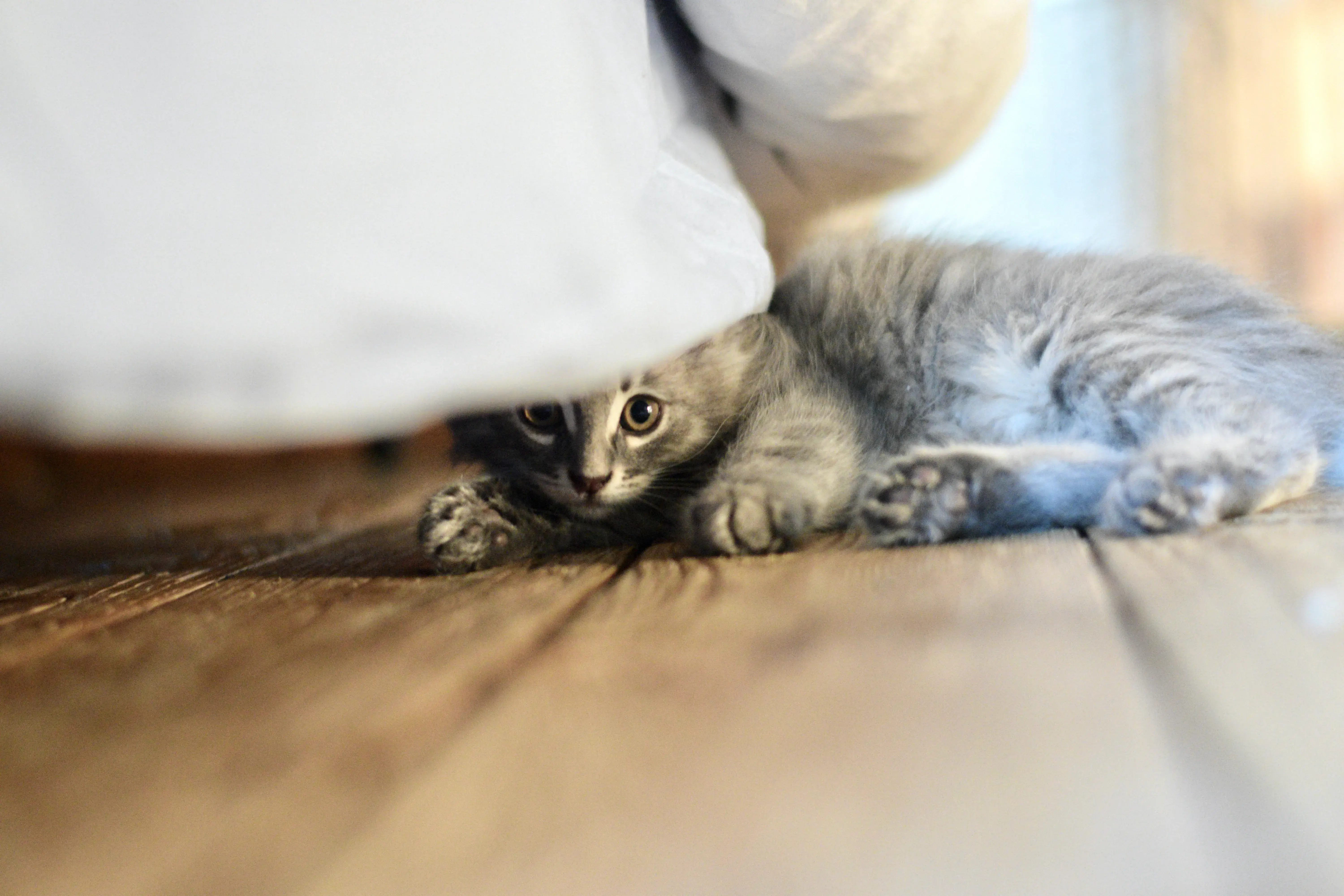 compagnie animale image